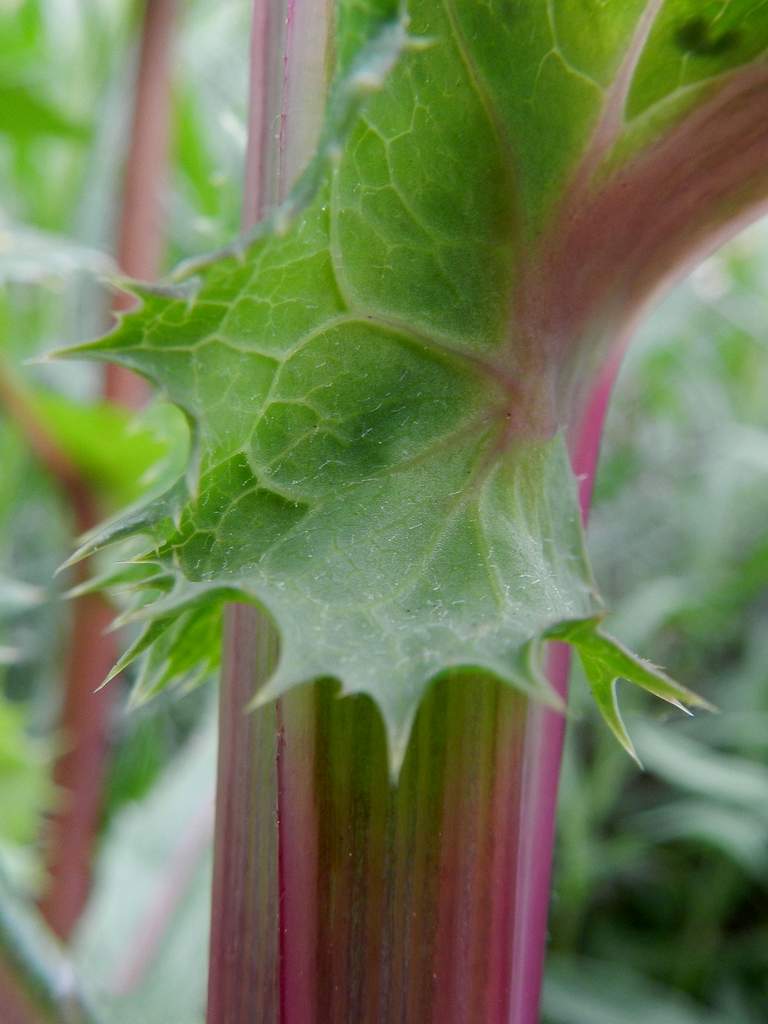 Sonchus asper / Grespino spinoso